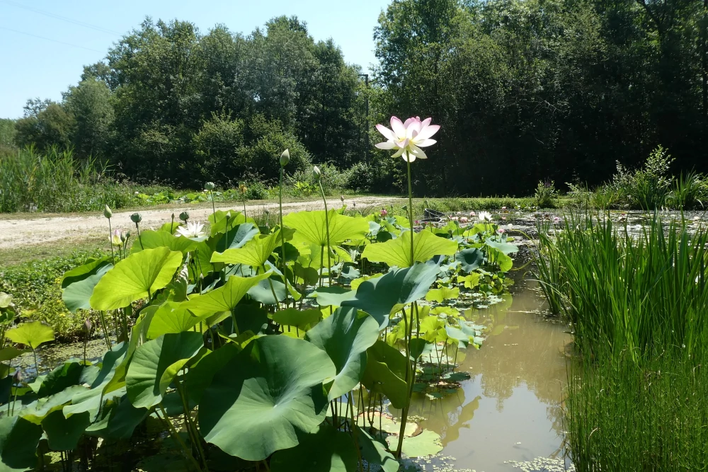 piante acquatiche vivaio