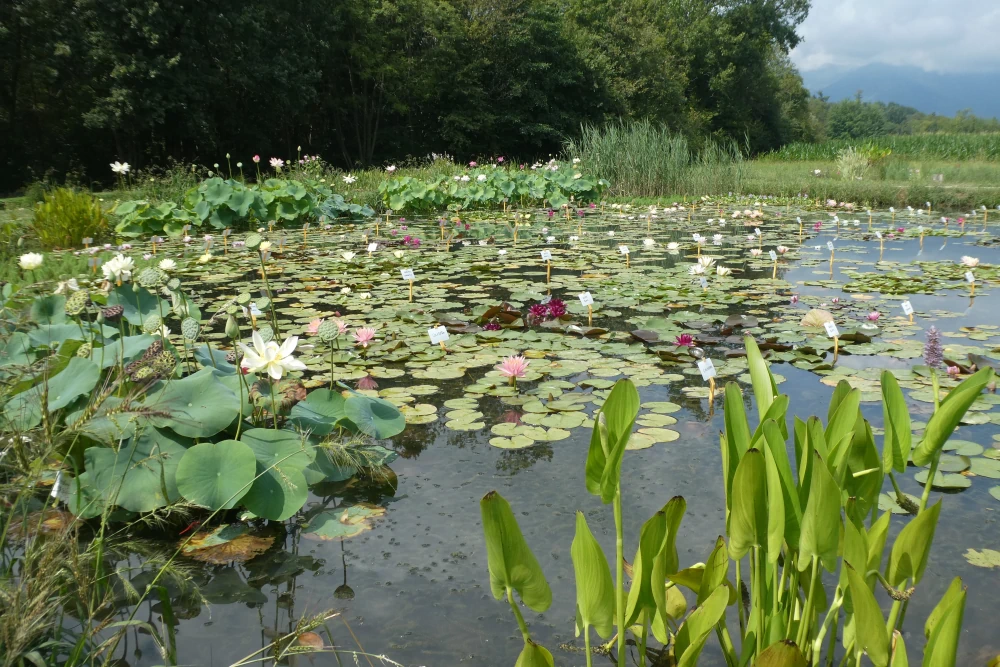 piante acquatiche vivaio