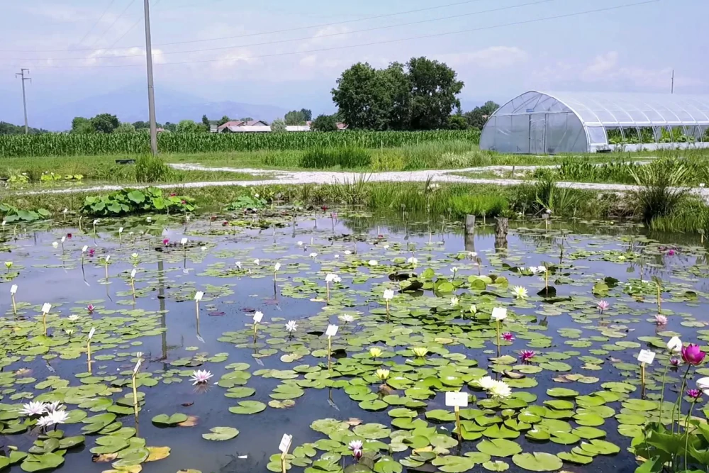 piante acquatiche vivaio
