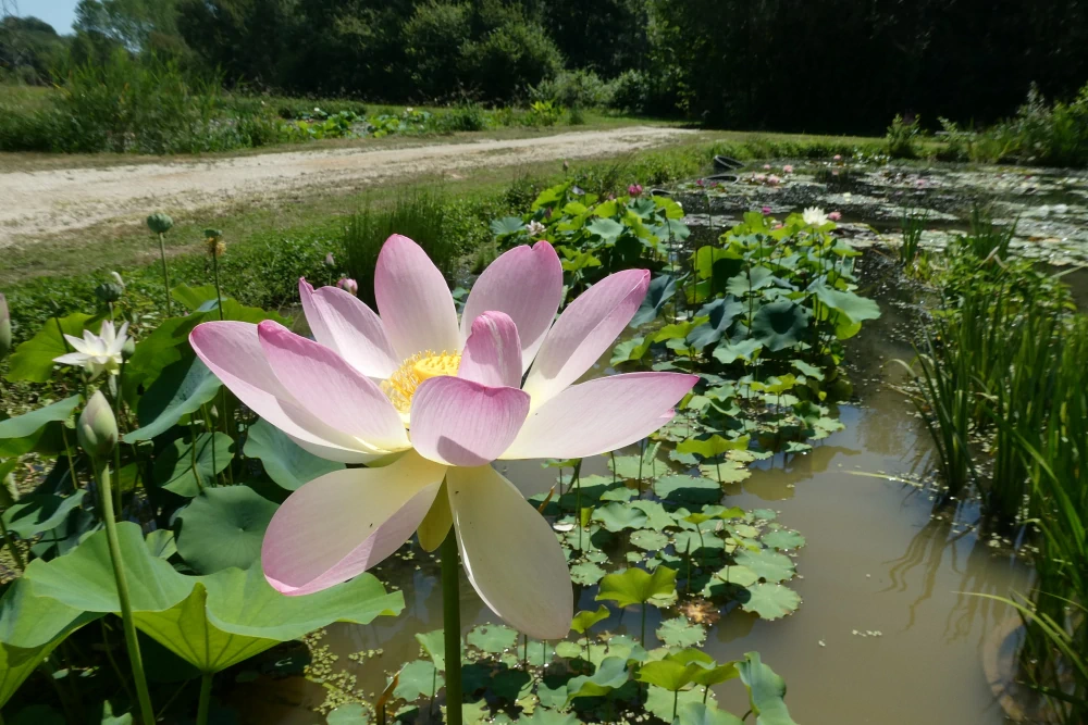 piante acquatiche vivaio