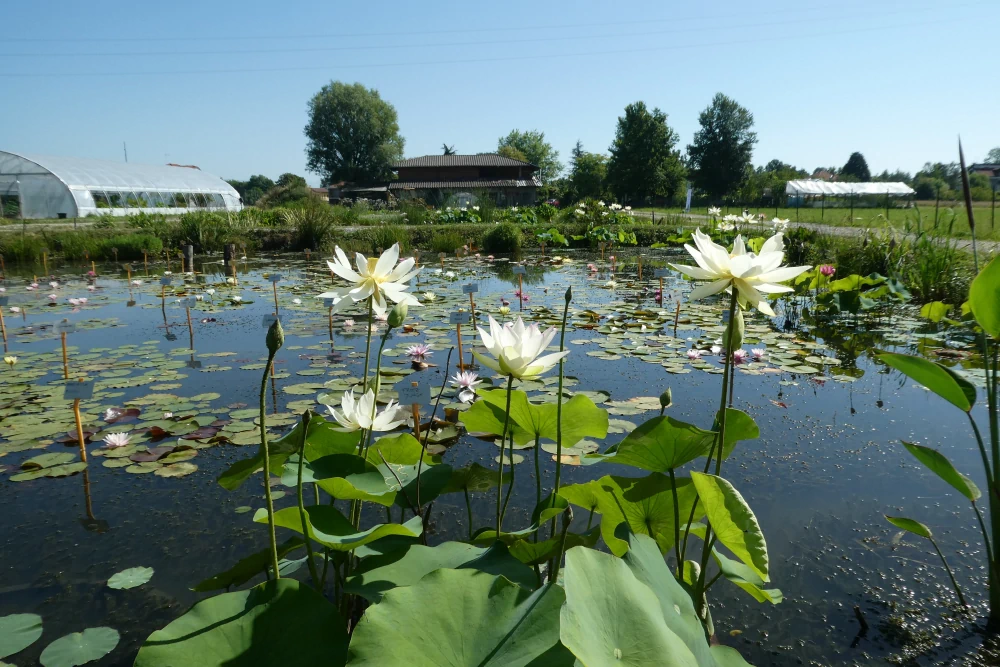 piante acquatiche vivaio