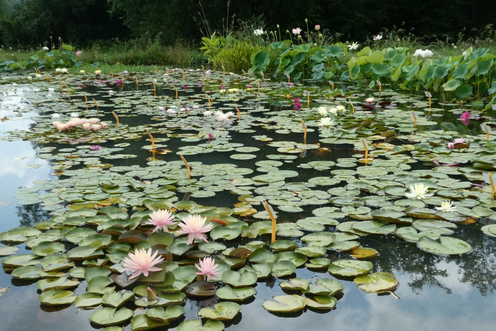 piante acquatiche vivaio