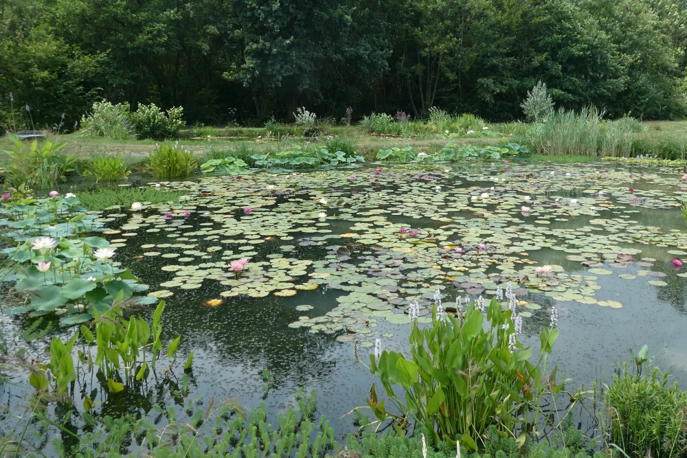 piante acquatiche vivaio