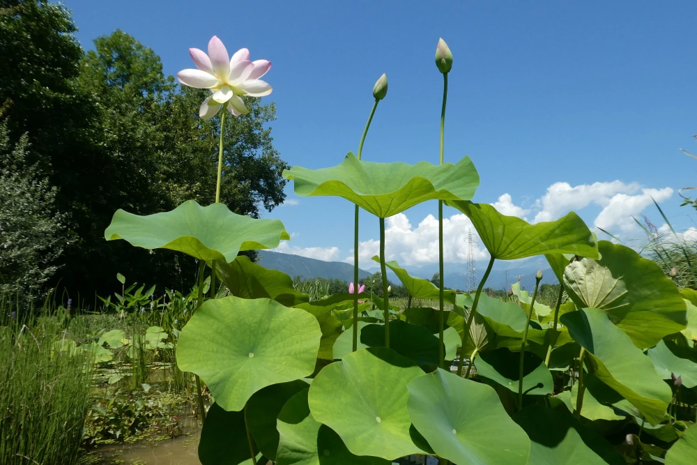 piante acquatiche vivaio