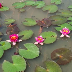 Ninfea Laydekeri Liliacea