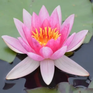 Ninfea Laydekeri Liliacea