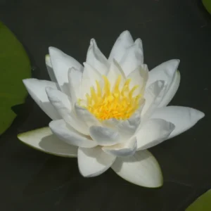 Ninfea White Sultan