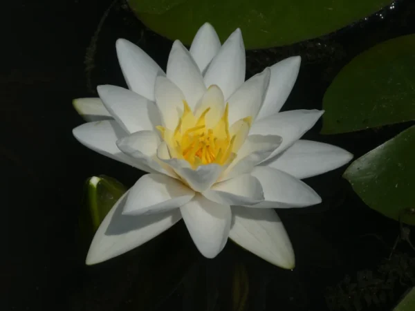 Ninfea White Sultan