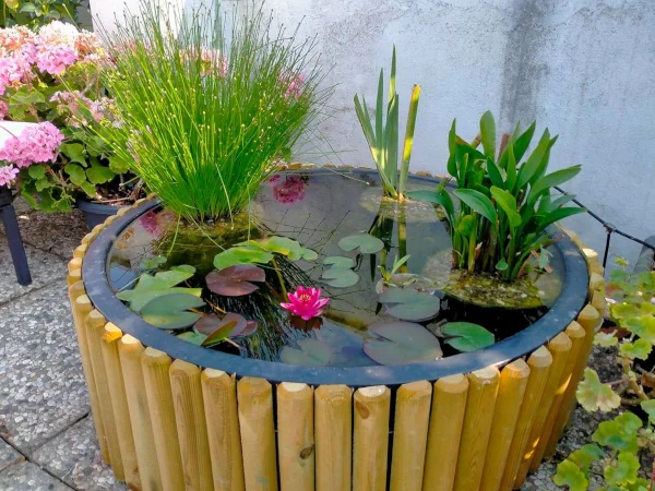 Mini Pond