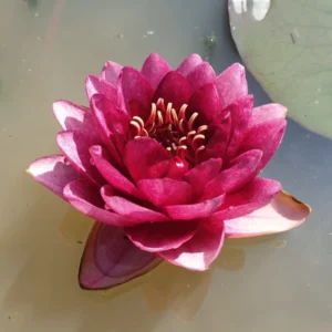 Ninfea Siam Garnet
