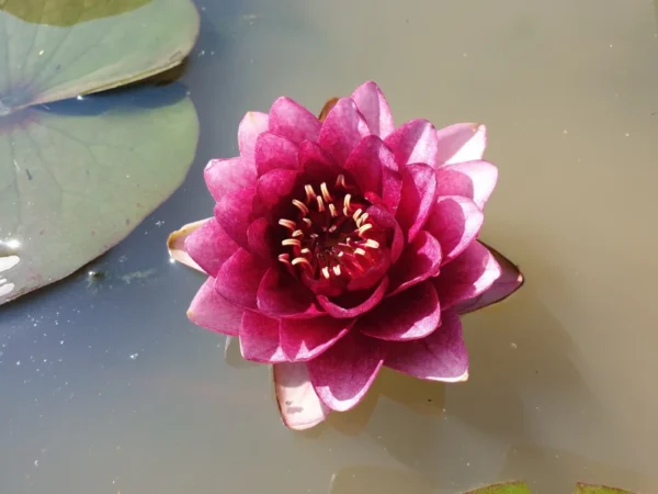 Ninfea Siam Garnet