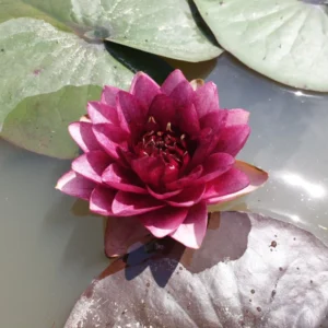 Ninfea Siam Garnet