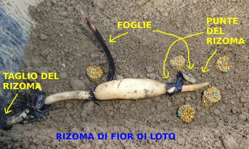 Rizoma fior di loto