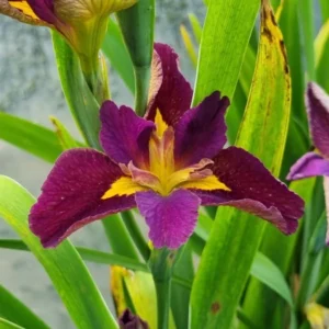Iris louisiana 'Spicy Cajun'