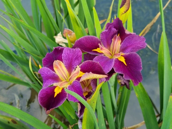 Iris louisiana 'Spicy Cajun'