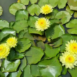 ninfea-puttaruksa-2