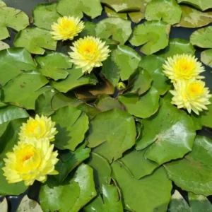 ninfea-puttaruksa-4