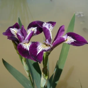 Iris versicolor 'Kermesina'