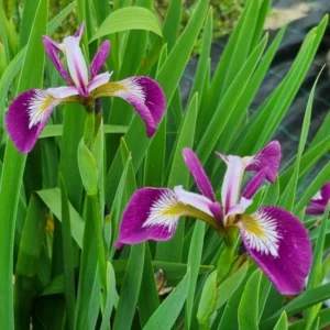 Iris versicolor 'Kermesina'