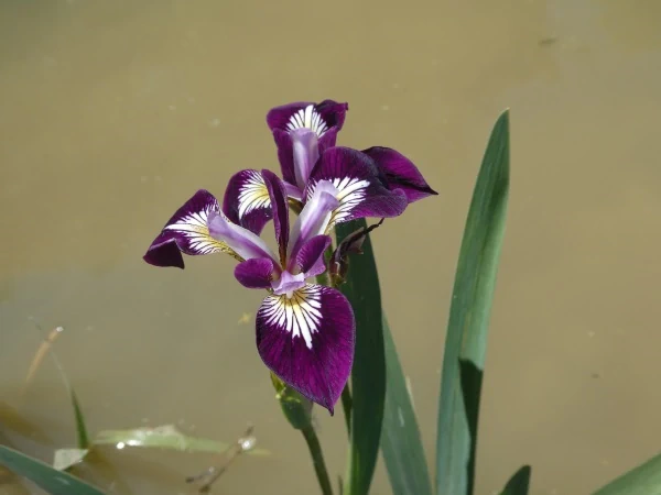 Iris versicolor 'Kermesina'