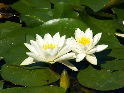 Ninfea autoctona Alba