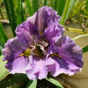 Iris louisiana Childhood Sweetheart