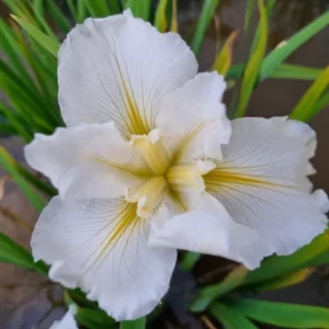 Iris louisiana Crushed Ice