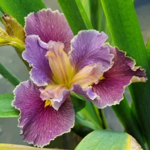 Iris louisiana Highland Mist