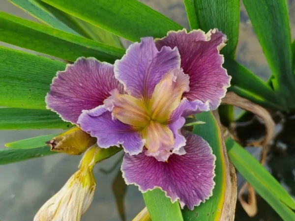 Iris louisiana Highland Mist
