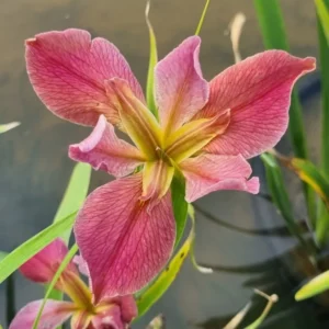 Iris louisiana Kissie