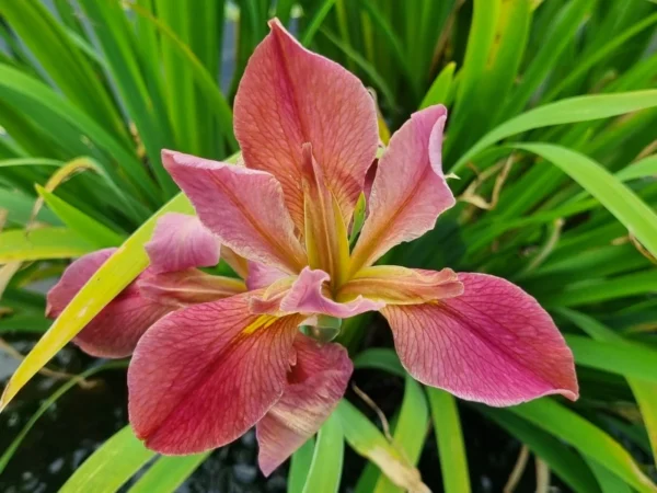 Iris louisiana Kissie