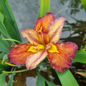 Iris louisiana Our Dorothy