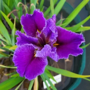 Iris louisiana Postmaster