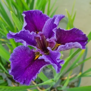 Iris louisiana Postmaster