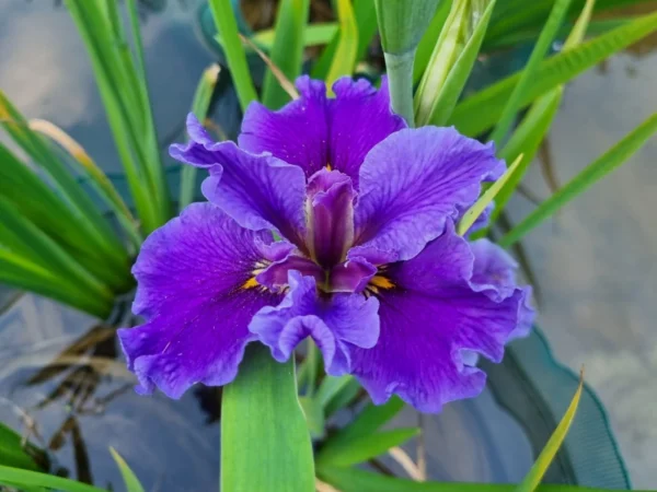Iris louisiana Postmaster