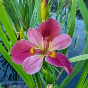 Iris louisiana Professor Jim