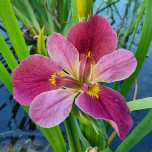 Iris louisiana Professor Jim