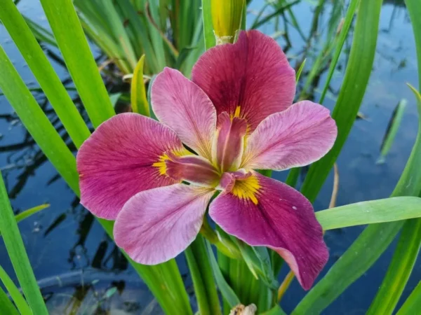 Iris louisiana Professor Jim