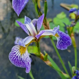 Iris versicolor Pacifica