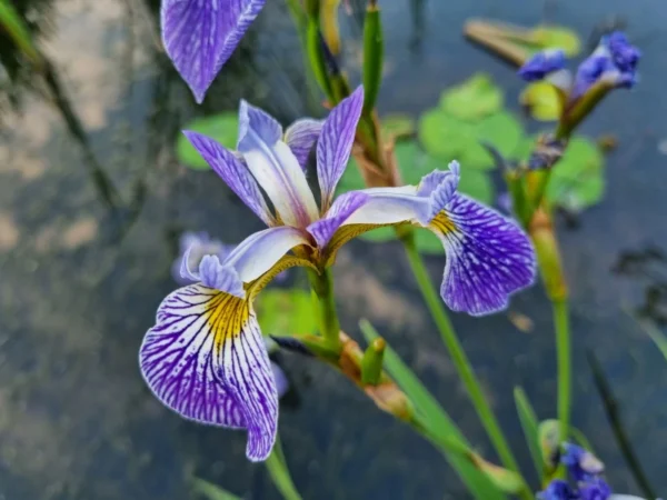 Iris versicolor Pacifica