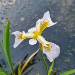 Iris versicolor Roy's Repeater