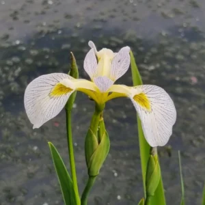 Iris versicolor Roy's Repeater