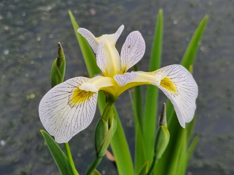 Iris versicolor 'Roy's Repeater' Piante Acquatiche Vivaio