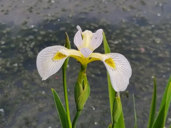 Iris versicolor Roy's Repeater