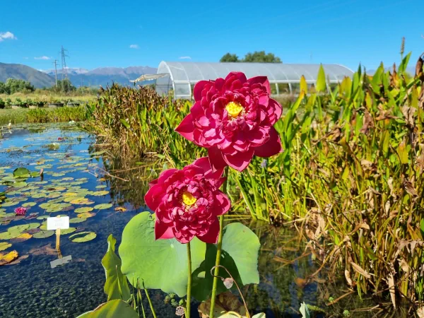 Nelumbo Happy Eyes