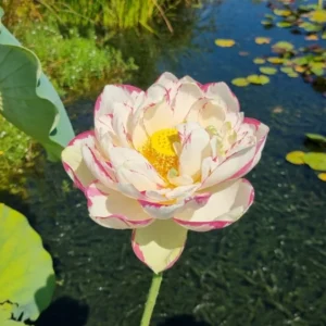 Nelumbo Large Versicolor o Dasajin