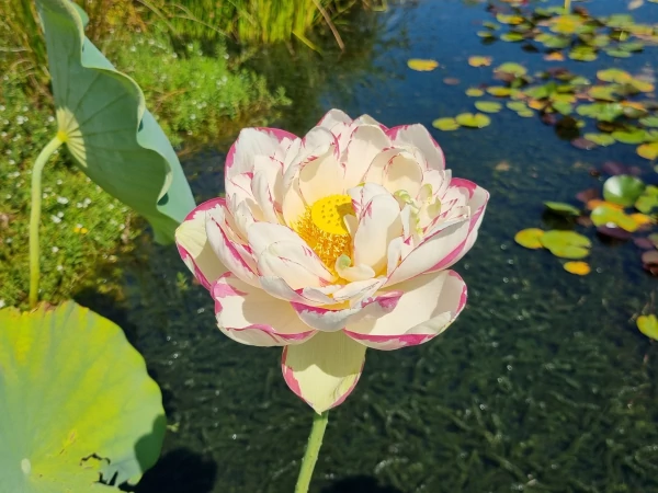 Rizoma Di Fiore Di Loto Nelumbo 'Ben Gibson' - Pianta Acquatica Per Laghetti | Fiori Rosa E Cuore Dorato - Foto 2