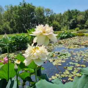 Nelumbo Xin Jin Xia