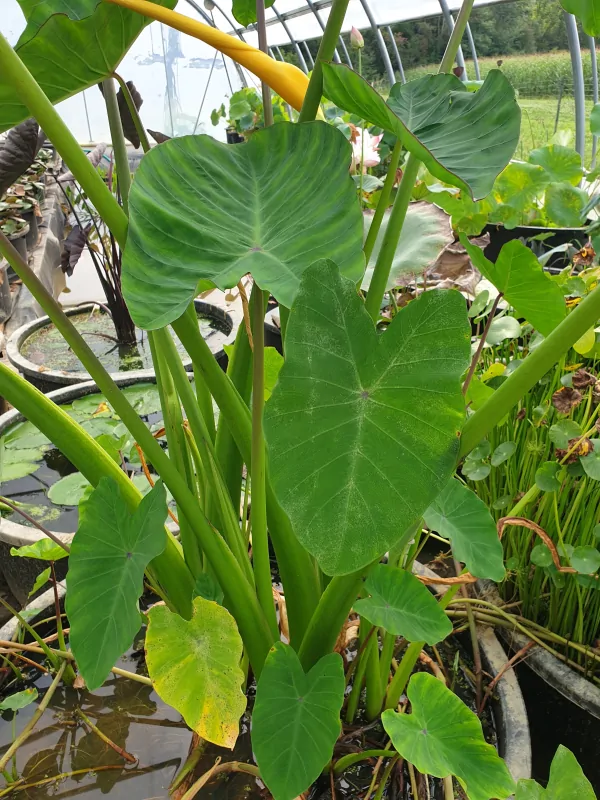 colocasia esculenta