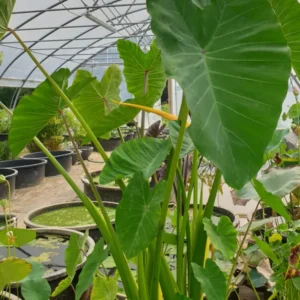 colocasia esculenta
